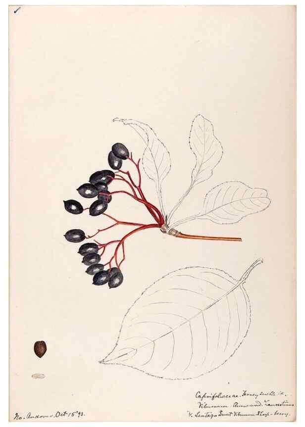 Reproducción/Reproduction 48789298436: [Water-color sketches of plants of North America and Europe]. . 