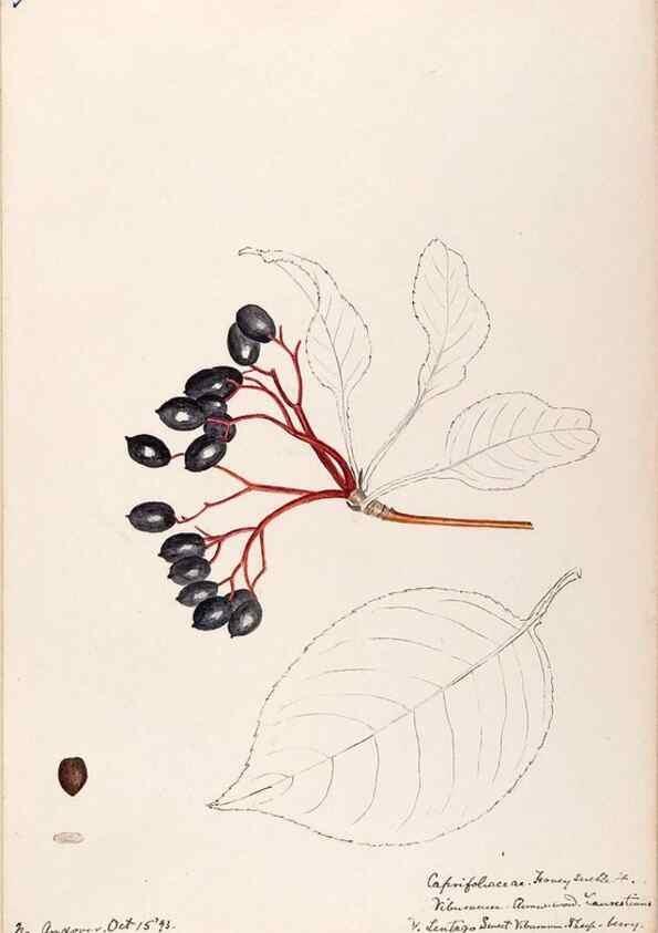 Reproducción/Reproduction 48789298436: [Water-color sketches of plants of North America and Europe]. . 