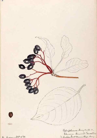 Reproducción/Reproduction 48789298436: [Water-color sketches of plants of North America and Europe]. . 