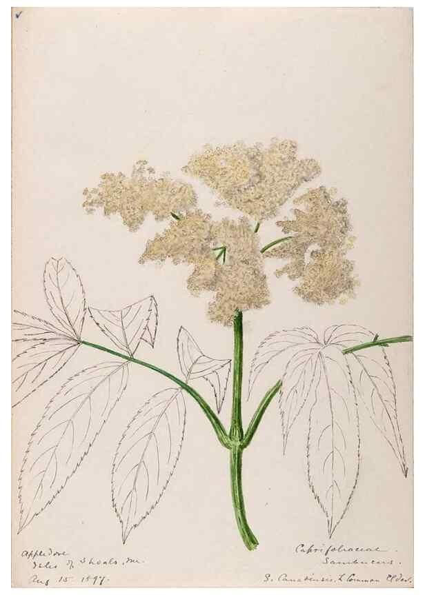 Reproducción/Reproduction 48789298741: [Water-color sketches of plants of North America and Europe]. . 
