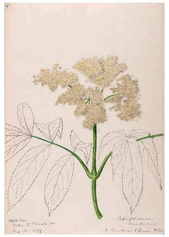 Reproducción/Reproduction 48789298741: [Water-color sketches of plants of North America and Europe]. . 
