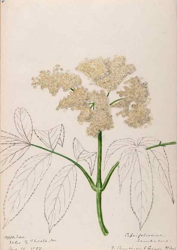 Reproducción/Reproduction 48789298741: [Water-color sketches of plants of North America and Europe]. . 