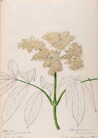 Reproducción/Reproduction 48789298741: [Water-color sketches of plants of North America and Europe]. . 