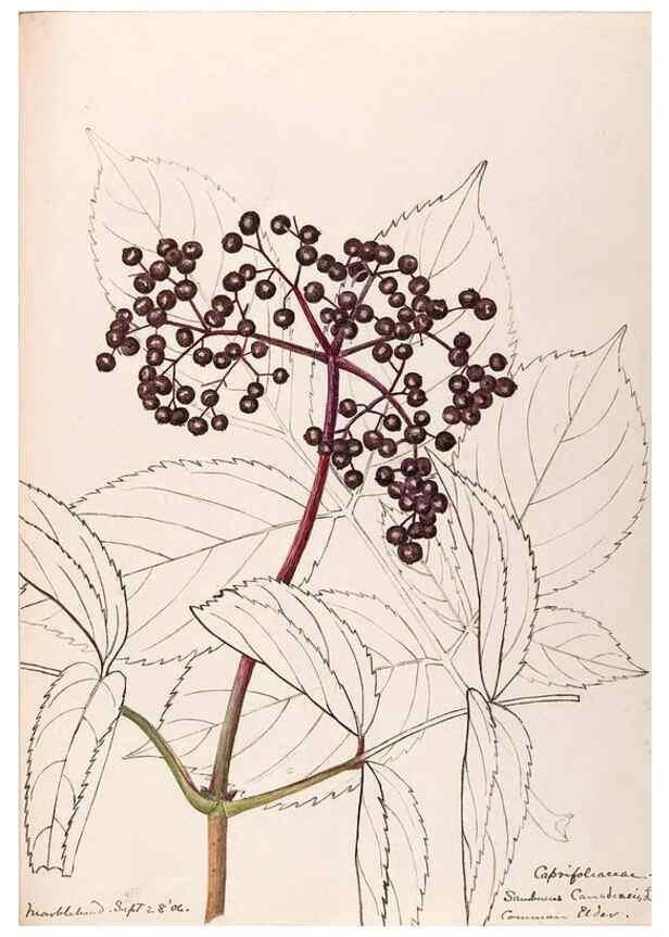 Reproducción/Reproduction 48789446407: [Water-color sketches of plants of North America and Europe]. . 