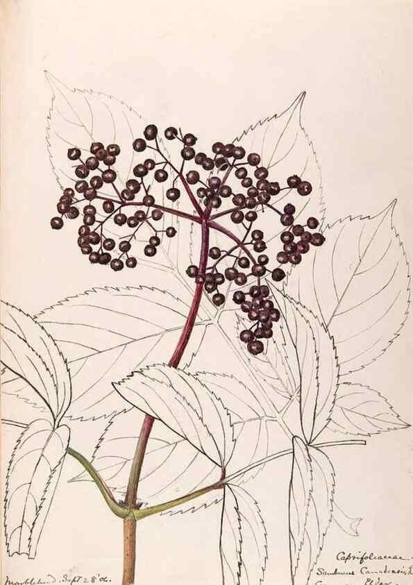 Reproducción/Reproduction 48789446407: [Water-color sketches of plants of North America and Europe]. . 