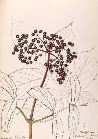 Reproducción/Reproduction 48789446407: [Water-color sketches of plants of North America and Europe]. . 
