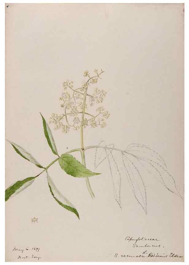 Reproducción/Reproduction 48788937278: [Water-color sketches of plants of North America and Europe]. . 