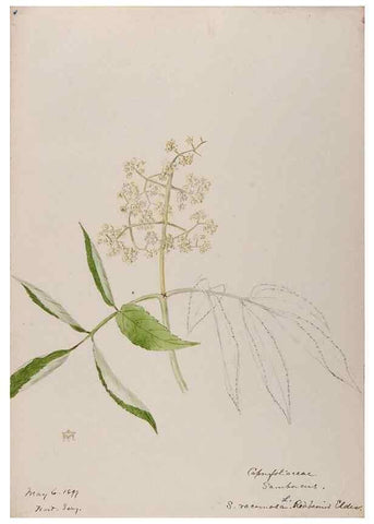 Reproducción/Reproduction 48788937278: [Water-color sketches of plants of North America and Europe]. . 