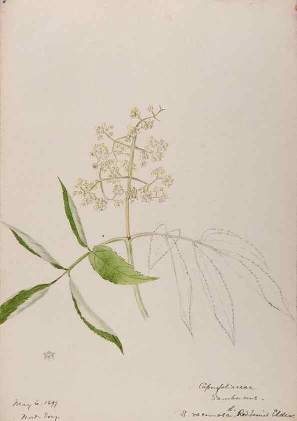 Reproducción/Reproduction 48788937278: [Water-color sketches of plants of North America and Europe]. . 