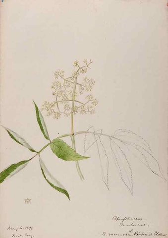 Reproducción/Reproduction 48788937278: [Water-color sketches of plants of North America and Europe]. . 