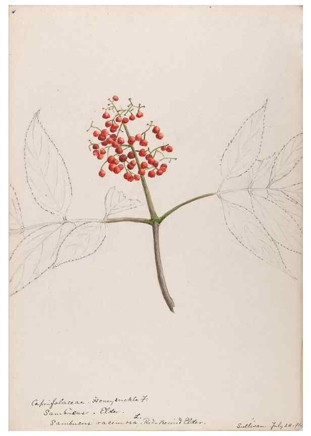 Reproducción/Reproduction 48789299931: [Water-color sketches of plants of North America and Europe]. . 