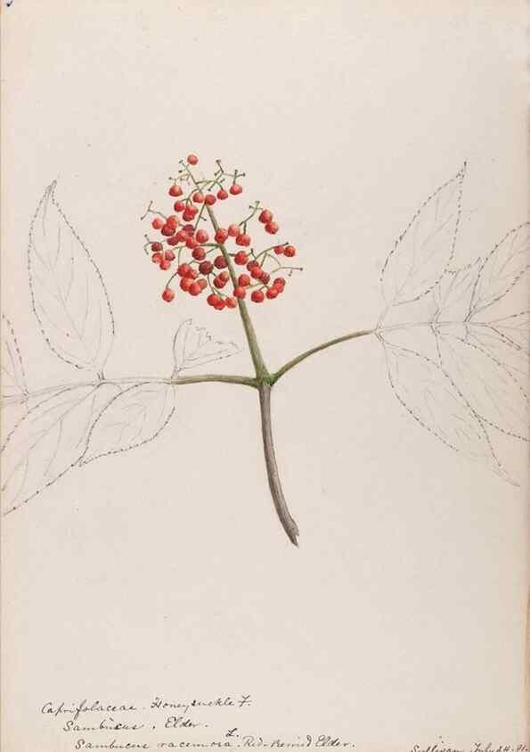 Reproducción/Reproduction 48789299931: [Water-color sketches of plants of North America and Europe]. . 