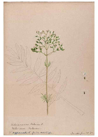 Reproducción/Reproduction 48789447272: [Water-color sketches of plants of North America and Europe]. . 
