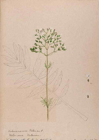 Reproducción/Reproduction 48789447272: [Water-color sketches of plants of North America and Europe]. . 