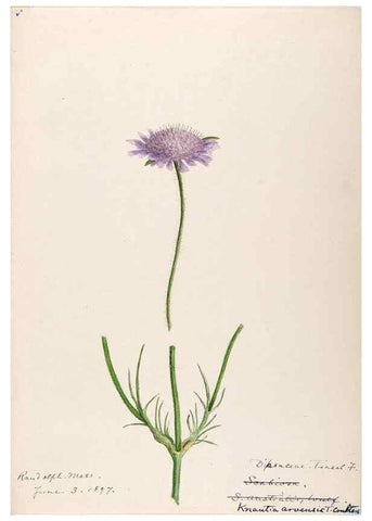 Reproducción/Reproduction 48789447687: [Water-color sketches of plants of North America and Europe]. . 