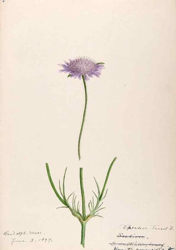 Reproducción/Reproduction 48789447687: [Water-color sketches of plants of North America and Europe]. . 