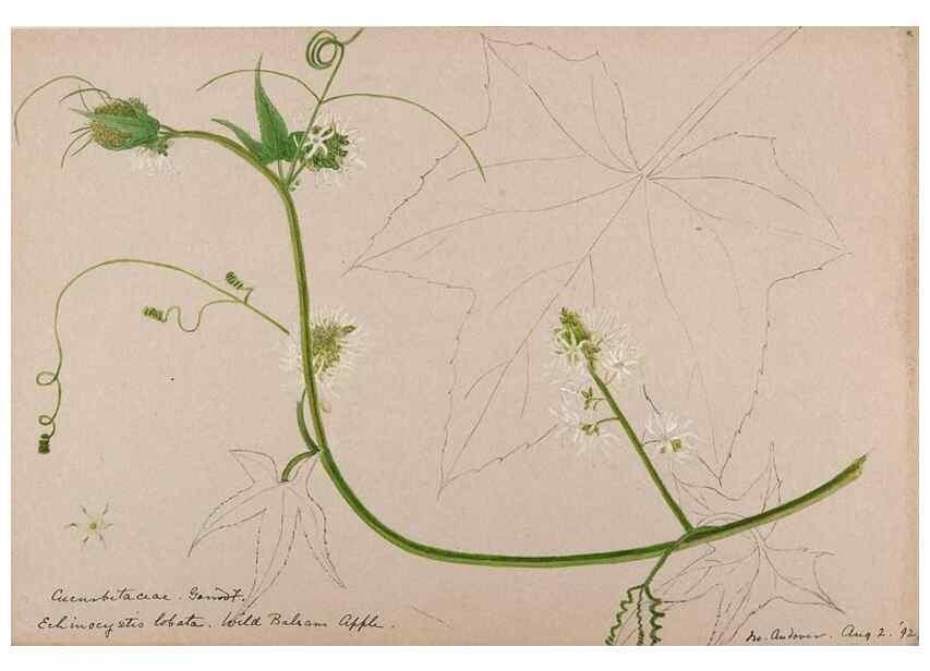 Reproducción/Reproduction 48788938603: [Water-color sketches of plants of North America and Europe]. . 