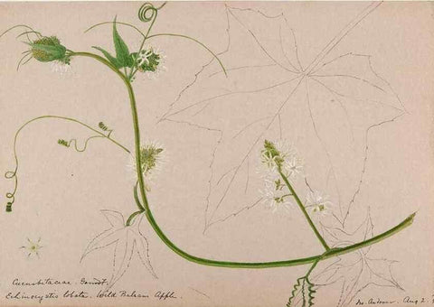 Reproducción/Reproduction 48788938603: [Water-color sketches of plants of North America and Europe]. . 