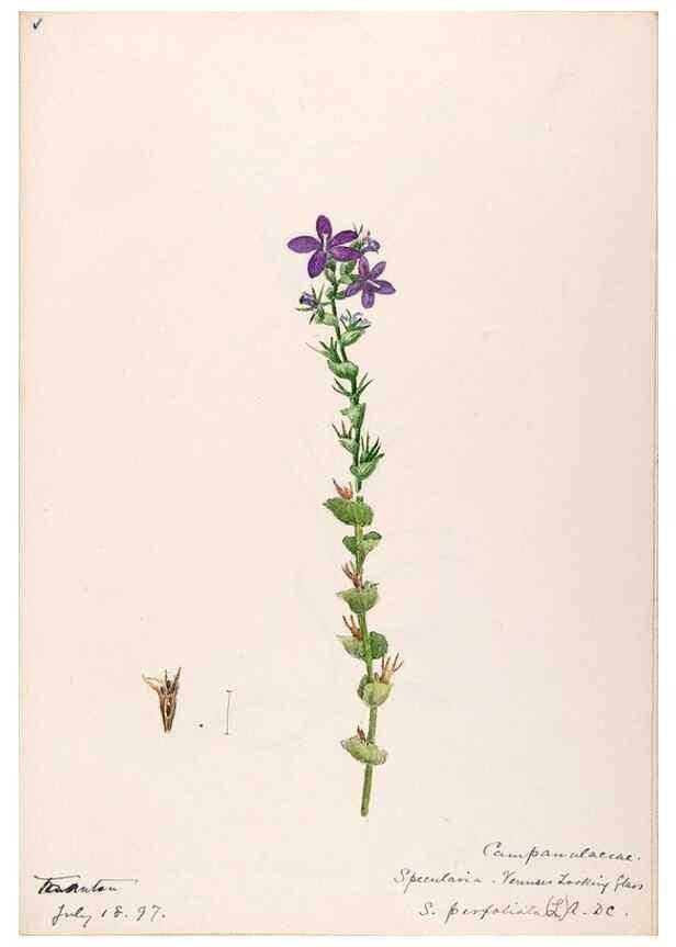 Reproducción/Reproduction 48789300991: [Water-color sketches of plants of North America and Europe]. . 