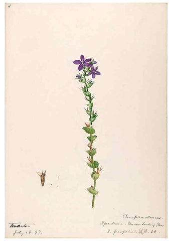 Reproducción/Reproduction 48789300991: [Water-color sketches of plants of North America and Europe]. . 