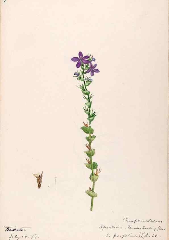 Reproducción/Reproduction 48789300991: [Water-color sketches of plants of North America and Europe]. . 