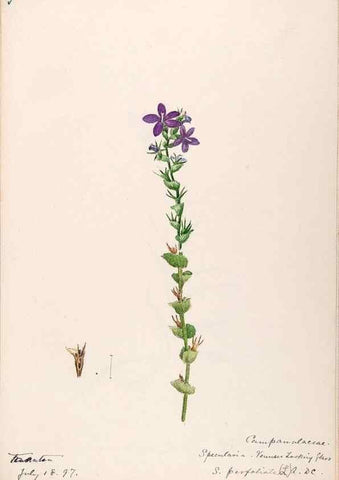 Reproducción/Reproduction 48789300991: [Water-color sketches of plants of North America and Europe]. . 