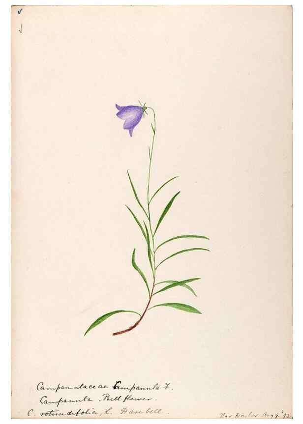 Reproducción/Reproduction 48788939288: [Water-color sketches of plants of North America and Europe]. . 