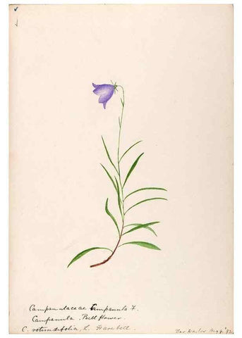 Reproducción/Reproduction 48788939288: [Water-color sketches of plants of North America and Europe]. . 