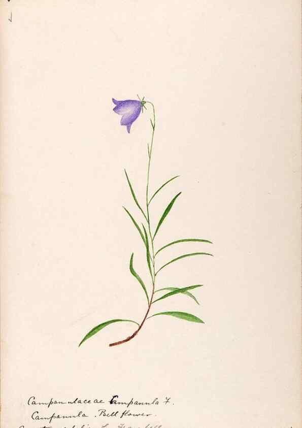 Reproducción/Reproduction 48788939288: [Water-color sketches of plants of North America and Europe]. . 