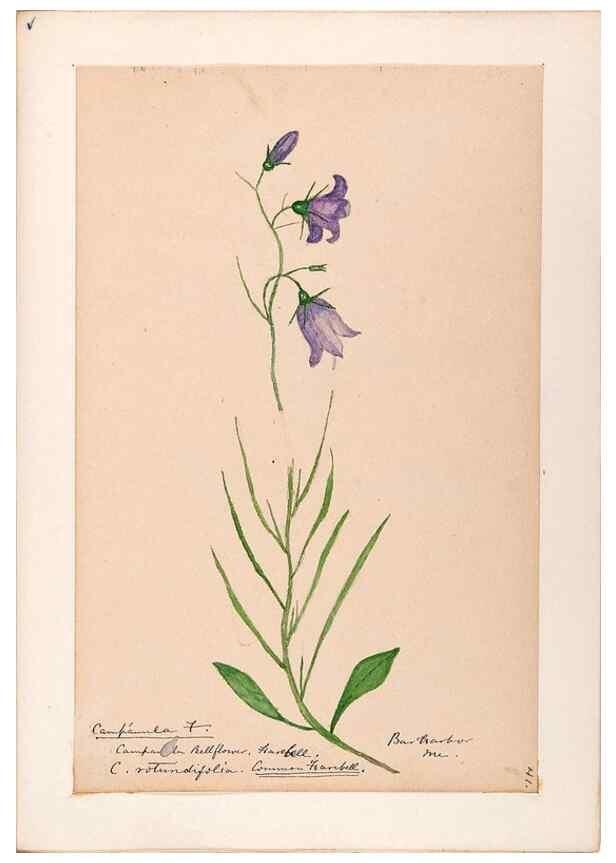 Reproducción/Reproduction 48789301691: [Water-color sketches of plants of North America and Europe]. . 