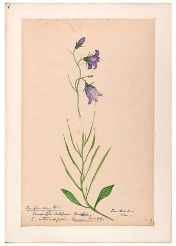 Reproducción/Reproduction 48789301691: [Water-color sketches of plants of North America and Europe]. . 
