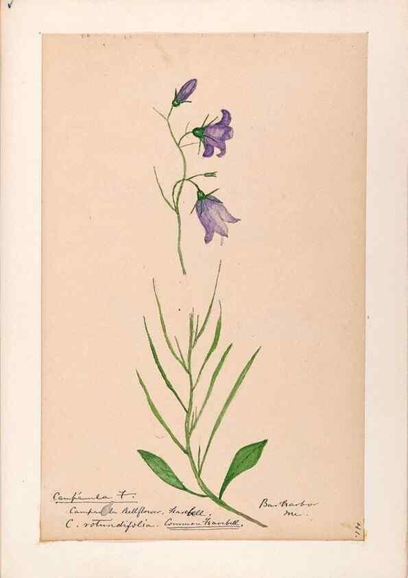 Reproducción/Reproduction 48789301691: [Water-color sketches of plants of North America and Europe]. . 