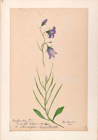 Reproducción/Reproduction 48789301691: [Water-color sketches of plants of North America and Europe]. . 
