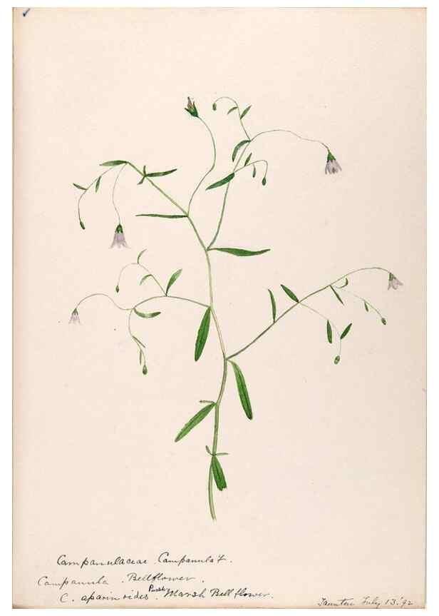 Reproducción/Reproduction 48789302071: [Water-color sketches of plants of North America and Europe]. . 