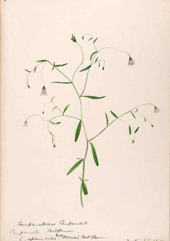 Reproducción/Reproduction 48789302071: [Water-color sketches of plants of North America and Europe]. . 
