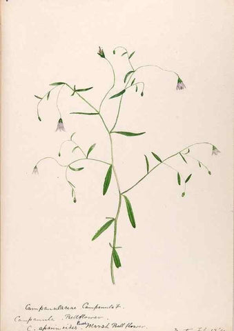 Reproducción/Reproduction 48789302071: [Water-color sketches of plants of North America and Europe]. . 