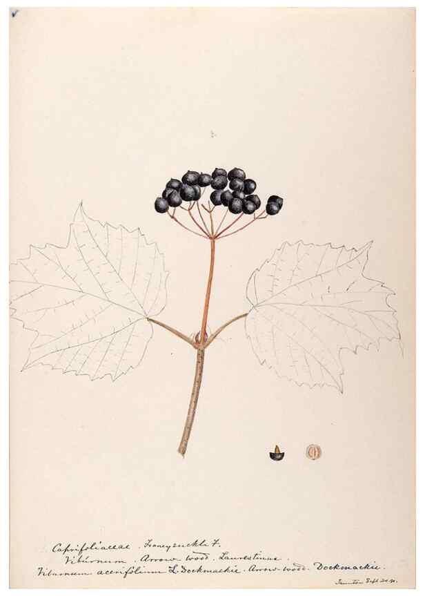 Reproducción/Reproduction 48789443897: [Water-color sketches of plants of North America and Europe]. . 