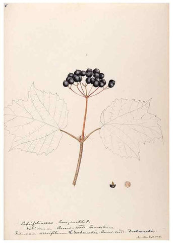 Reproducción/Reproduction 48789443897: [Water-color sketches of plants of North America and Europe]. . 