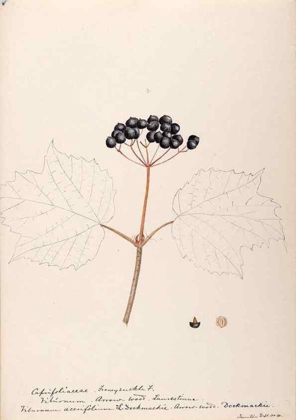Reproducción/Reproduction 48789443897: [Water-color sketches of plants of North America and Europe]. . 