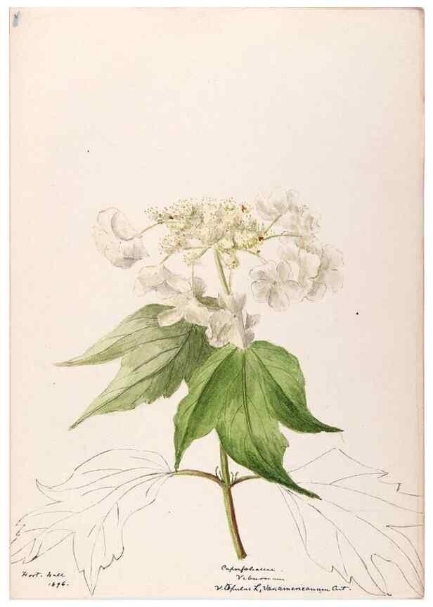 Reproducción/Reproduction 48789443422: [Water-color sketches of plants of North America and Europe]. . 