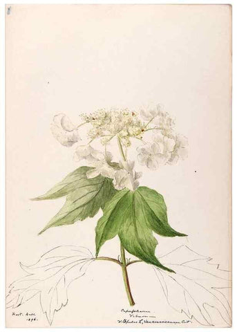 Reproducción/Reproduction 48789443422: [Water-color sketches of plants of North America and Europe]. . 