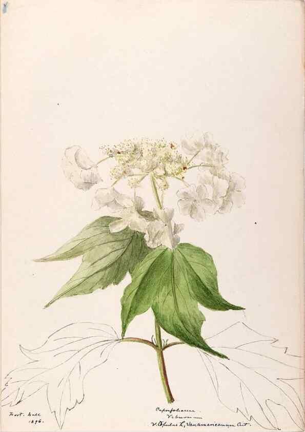 Reproducción/Reproduction 48789443422: [Water-color sketches of plants of North America and Europe]. . 