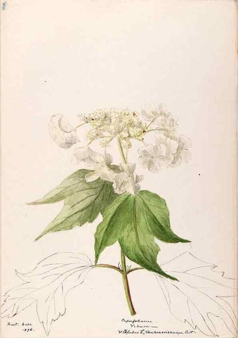 Reproducción/Reproduction 48789443422: [Water-color sketches of plants of North America and Europe]. . 