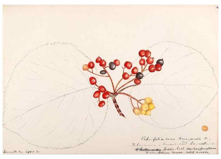 Reproducción/Reproduction 48789295806: [Water-color sketches of plants of North America and Europe]. . 