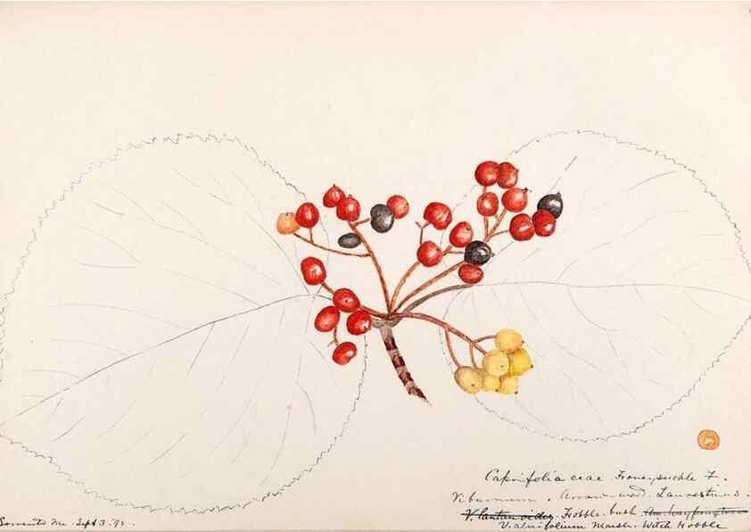 Reproducción/Reproduction 48789295806: [Water-color sketches of plants of North America and Europe]. . 