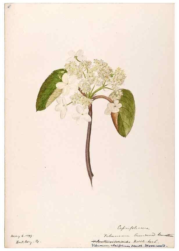 Reproducción/Reproduction 48789442627: [Water-color sketches of plants of North America and Europe]. . 