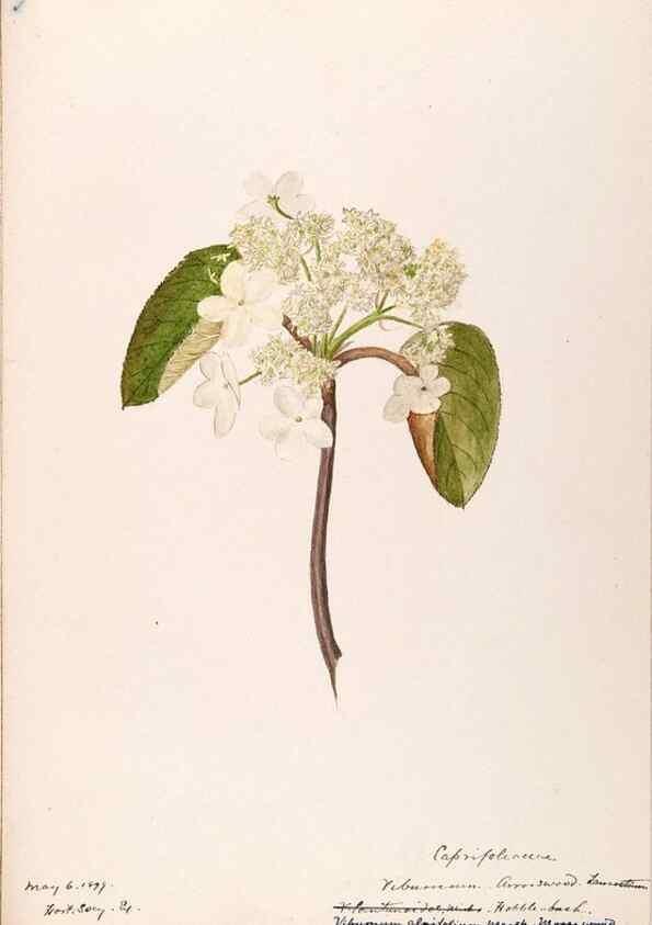 Reproducción/Reproduction 48789442627: [Water-color sketches of plants of North America and Europe]. . 