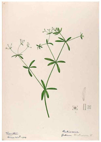 Reproducción/Reproduction 48788923228: [Water-color sketches of plants of North America and Europe]. . 