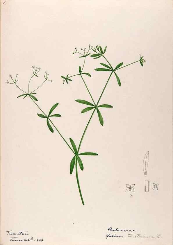 Reproducción/Reproduction 48788923228: [Water-color sketches of plants of North America and Europe]. . 
