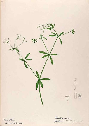 Reproducción/Reproduction 48788923228: [Water-color sketches of plants of North America and Europe]. . 